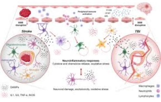 Mastering Post-Trauma Neural Recovery