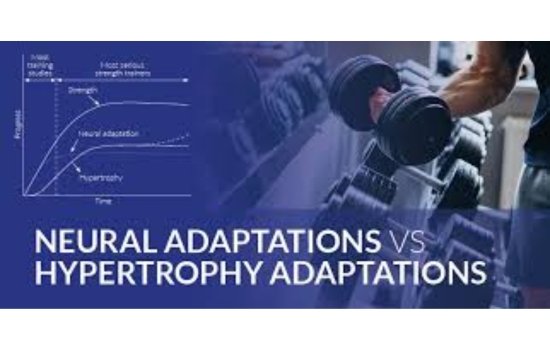 Mastering Neural Adaptation