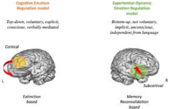 Mastering Emotions: Neurobiology Insights