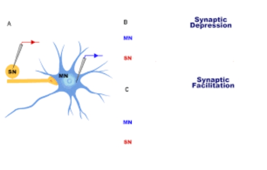 Unlock Synaptic Growth Power