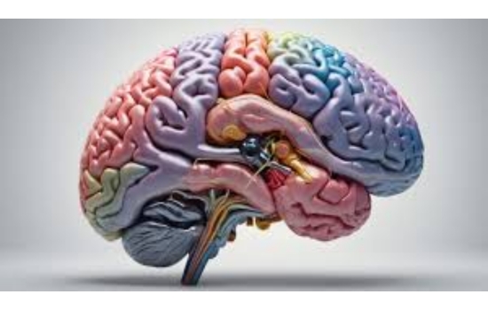Mastering Attention for Neuroplasticity
