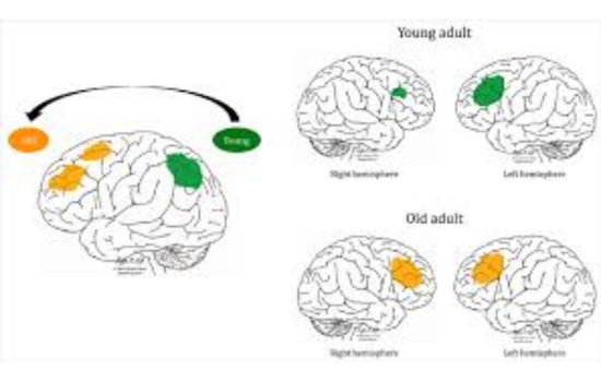 Unleashing Aging Plasticity